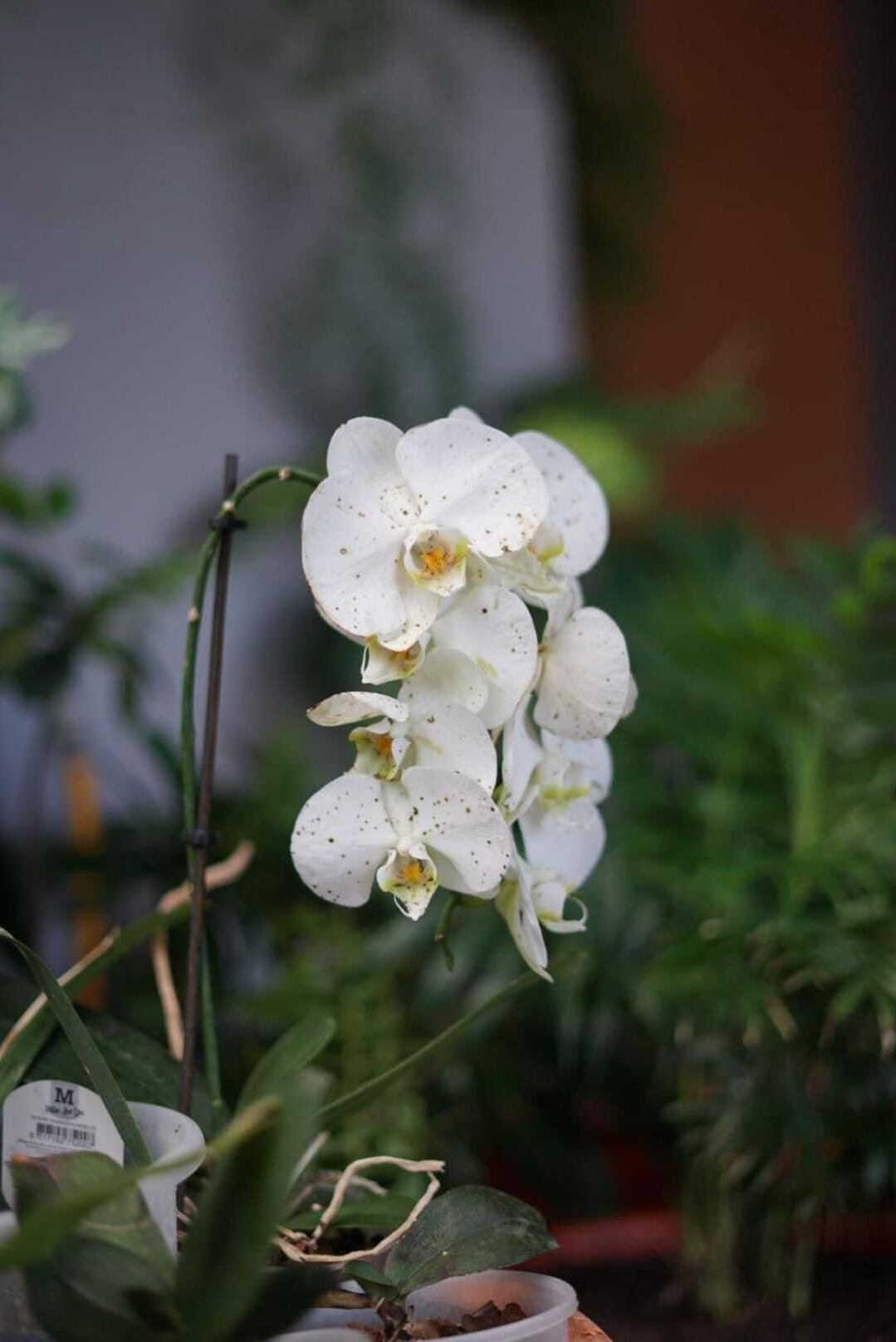 Gardens Guest House São Vicente 外观 照片