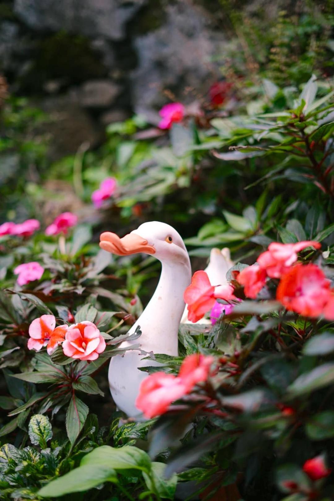 Gardens Guest House São Vicente 外观 照片